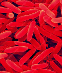 Image result for Pseudomonas syringae