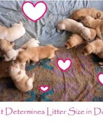 The smallest or weakest of a litter, especially of piglets or puppies. Interesting Facts And Myths About The Runt Of The Litter Pethelpful By Fellow Animal Lovers And Experts