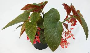 Check spelling or type a new query. Amazon Com Angel Wing Begonia Dragon 6 Inch Pot Fully Grown Plant Garden Outdoor