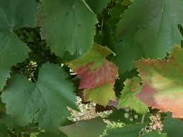 Image result for Pseudopeziza tracheiphila