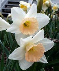 Narcissus Passionale Delicately Scented Passionale Is A Late Blooming Award Winner With An Overlapping 4 White Peria Bulb Flowers Narcissus Flower Narcissus