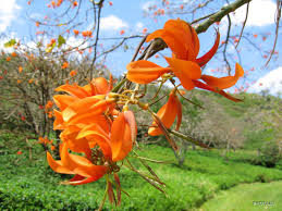 Image result for Iphigenia pauciflora