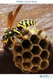 Queen Wasp Wasp Insect Activities Bees And Wasps