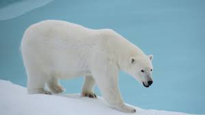 Resultado de imagen de fotos de animales en peligro de extinción
