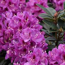 Reaching heights of up to 5 ft tall, anah kruschke is cold hardy, broadleaved evergreen shrub. Anah Kruschke Rhododendron Rhododendron Anah Kruschke In Columbus Dublin Delaware Grove City Gahanna Bexley Ohio Oh At Oakland Nurseries Inc
