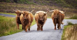Highland cattle are a scottish cattle breed. The Highland Cow More Than Just A Hairy Face Rabbie S Travelfeels