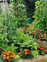 Raised Bed Garden Design Growing Vegetables Plants Veggie Garden