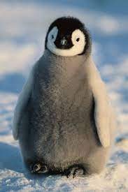 Painting 🖌 and drawing games for children. We Want To Hug This Fluffy Baby Penguin So Badly Cute Animals Baby Animals Pictures Cute Baby Animals