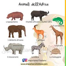 Nigeriani, camerunensi, congolesi e tanti altri. Nell Immagine Sottostante Vediamo I Nomi Impariamo L Italiano Facebook