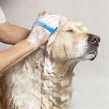 Homepage dog grooming calgary bath and tidy vs full groom? Home