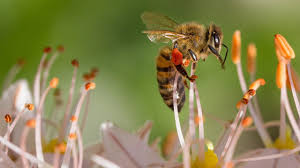Bienenstich Behandeln Was Hilft Wirklich Oko Test