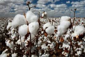 Historia Del Algodon Origen Usos Y Curiosidades If it is the same as cotton, why it is referred to 50% cotton and 50. historia del algodon origen usos y