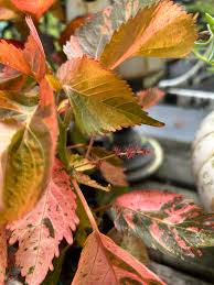 Image result for Acalypha volkensii