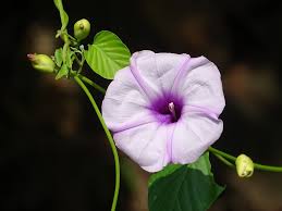 Image result for Stictocardia