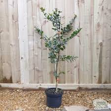 That's the reason to choose. Buy Ilex X Meserveae Blue Prince Male Holly In The Uk