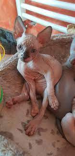 pin by alena giterman on crafty cats sphynx breeder follow on facebook or instagram bambino cat cats and kittens sphinx cat