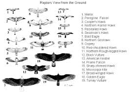 Maybe you would like to learn more about one of these? Vr Section 2 Ojai Raptor Center