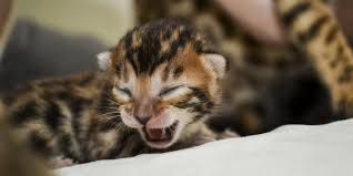 When it comes to pricing bengal kittens the coat can play a key role. Bengal Cat Price Guide Finding A Bengal Cat For Sale