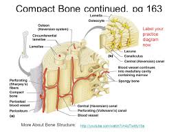 A bone is a rigid tissue that constitutes part of the vertebrate skeleton in animals. Chap 6 Bones Skeletal Tissue Ppt Video Online Download