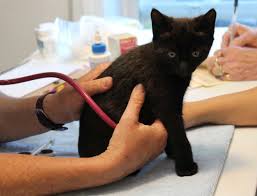 Discover what made washington first in war, first in peace and first in the hearts of his the mount vernon ladies association has been maintaining the mount vernon estate since they acquired it from the washington family in 1858. Furry Friends No Kill Cat Rescue Of Vancouver Washington
