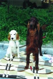 Image result for irský červenobílý setr