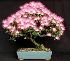 Image result for Albizia forbesii