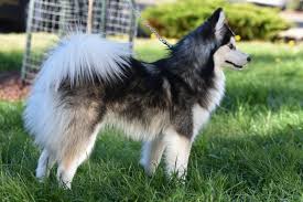 The pomsky is a lively and eager to learn dog, who gets along well with children and elderly alike. Melissa S Site On Strikingly
