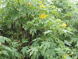 Image result for Tithonia diversifolia