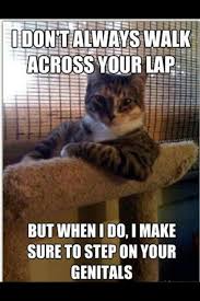 Let Me Step On Your Crotch I M Your Favorite Why Would You Be Mad Cute Animals Cat Memes Cats