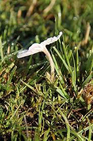 Image result for Cycnium