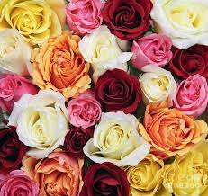 When i was looking for flowers for my wedding i was getting very depressed by the general cost. Rose Blossoms By Elena Elisseeva Flores Fondos De Flores Rosas