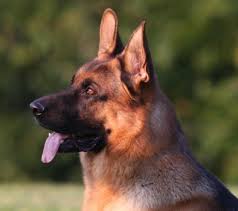 Buy or sell your german shepherd puppy in the want ad digest today. German Shepherd Puppies German Shepherd Puppy Breeder German Shepherd Puppies For Sale German Shepherd Puppies German Shepherds For Sale