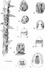 Image result for Pilostyles