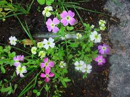 Image result for Malcolmia maritima