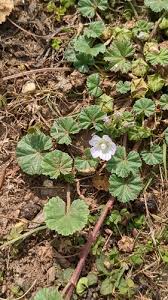 Image result for Plicosepalus amplexicaulis