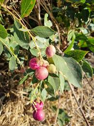 Image result for Boscia matabelensis