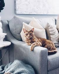 From using rubber gloves on your furniture to. Tips For Removing Pet Hair From Furniture And Your Home American Leather