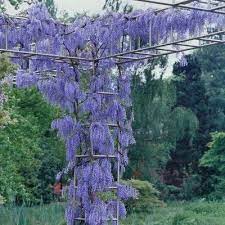 Wisteria Blue 1pc U S D A Hardiness Zones 3 9 National Plant Network 2 5qt Garden Vines Wisteria Tree Plants