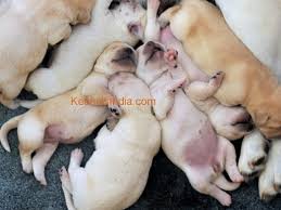 Black, chocolate (which can be a lighter or darker chocolate) and yellow. Lab Puppies For Sale In Salem Tamilnadu