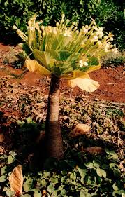 Image result for Pseuderanthemum ludovicianum