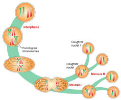 This process of genetic recombination helps to increase genetic variability. Meiosis Advanced Ck 12 Foundation