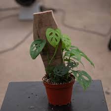 Image result for Monstera