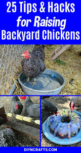 25 Lifehacks And Tips For Raising Backyard Chickens That Thrive Diy Crafts