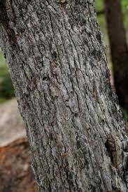 Image result for Maprounea