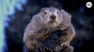According to custom, each year one of the furry fellows predicts when spring will arrive. Groundhog Day 2018 Weather Forecast What Was The Weather Like