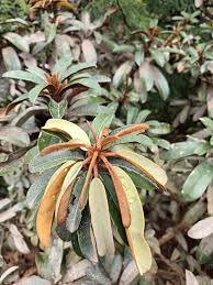 Image result for Ximenia afra