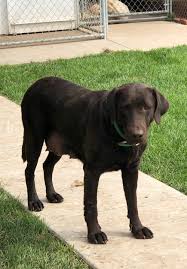 Once you own an english crème golden retriever, a silver / polar labrador or a black and white german shorthaired pointer you'll know why they are the most popular breeds. The Ladies Whispering Pines Labradors