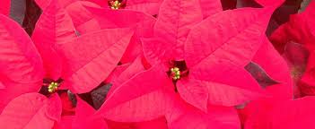 He was placed on injured reserve on december 14, 2016. Divas Of December Winter Blooming Plants Rutgers Master Gardeners Of Mercer County