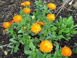 But there is one exception. 10 Plants That Help Bees Through The Winter Bc Farms Food