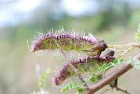 Image result for Ormocarpum